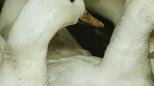White Ducks In Barn