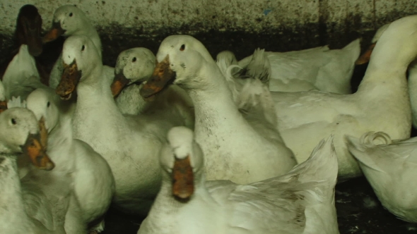 Group Of White Ducks In Barn