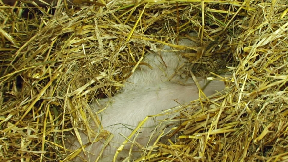 Three Piglets Playing In Straw