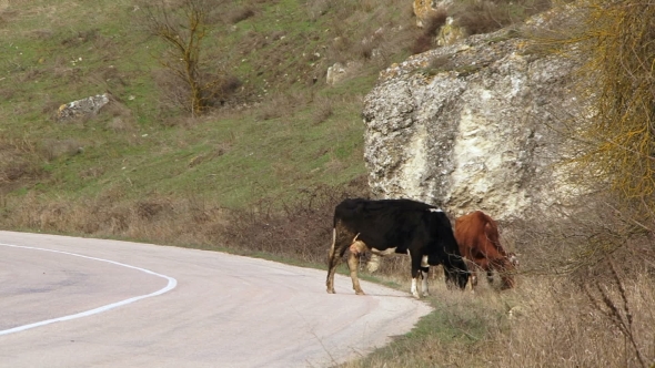Two Cows Grazing Near Road