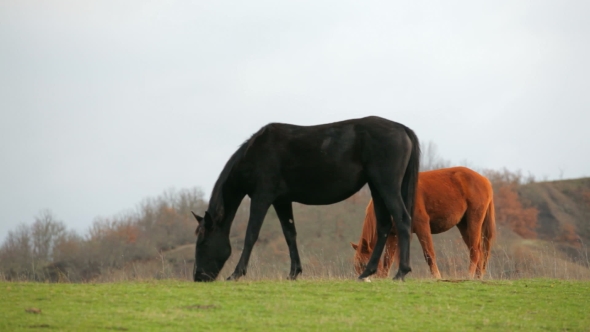 Black And Brown Horses Grazing In Field