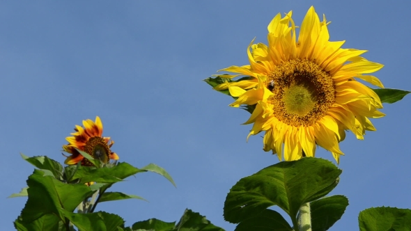 Sunflower Bloom And Bumblebee Bee Collect Pollen
