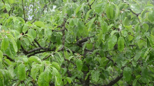 Rain Water Drops Fall On Deciduous Tree Twig Leaves