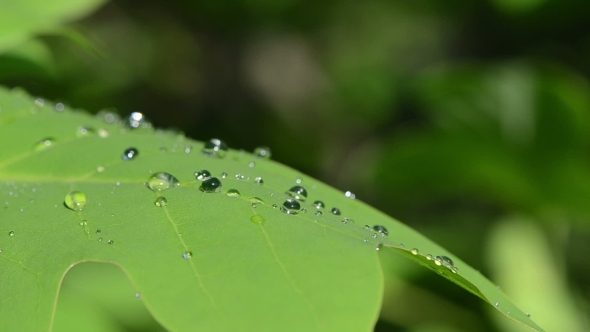 Dew Water Drops On Deciduous Tulip Tree Leaf Sun Reflection