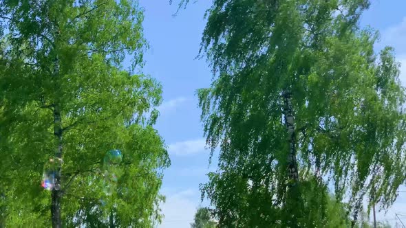 Soap Bubbles Fluing Among Spring Green Birch Trees