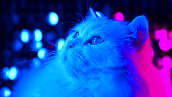 Portrait of White Fluffy Cat, Stock Footage | VideoHive