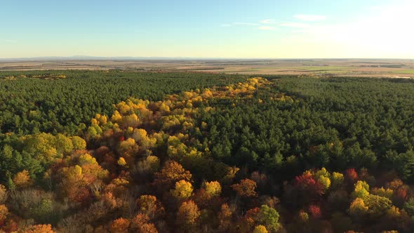 Stretch of leaf trees colored in yellow living thru green pine woodlands alt