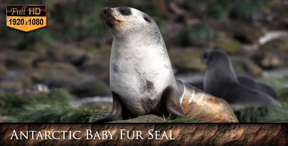 Antarctic Baby Fur Seal