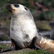 Antarctic Baby Fur Seal - VideoHive Item for Sale