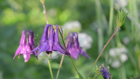 Small Bell-shaped Purple Wild Dewy Meadow Flower
