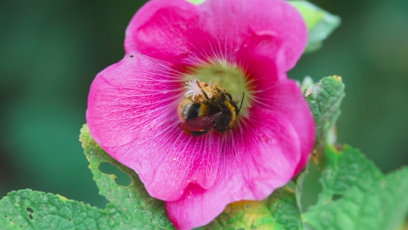 Bumblebee On a Flower Mallow alt