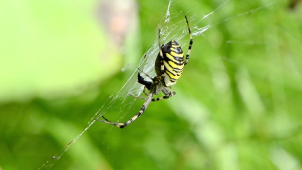 Wasp Spider Argiope Bruennichi Spiderweb Web Move In Wind