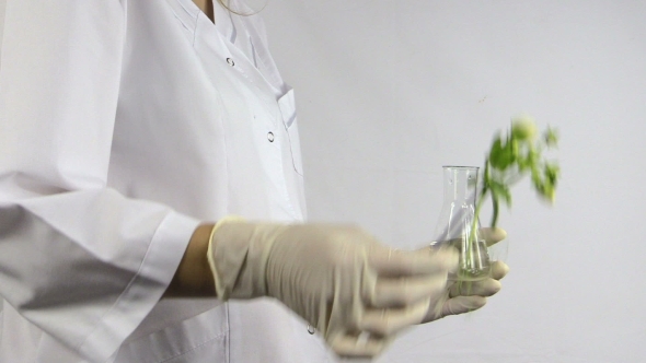 Hand With Sterile Glove Put Pea In Testing Flask