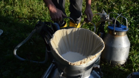 Fresh Healthy Milk In Can And Farmer Carry Milking Equipment