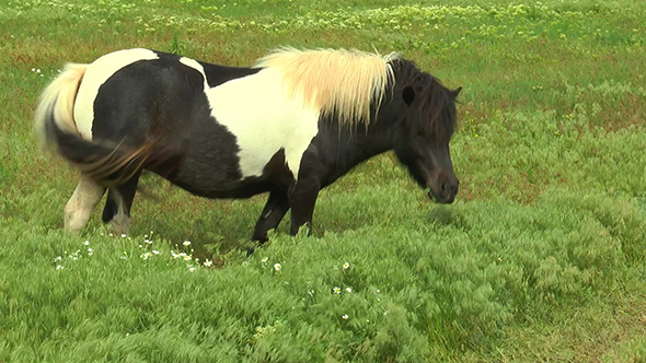 Pony Grazing in the Steppe alt