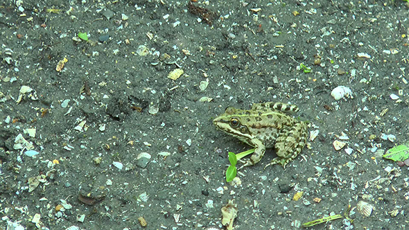 Frog Sitting on the Ground
