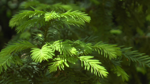 Young Needles on the Branch of Spruce alt