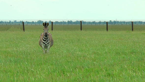 Zebra in the Steppe on Green Grass Looking At the Camera