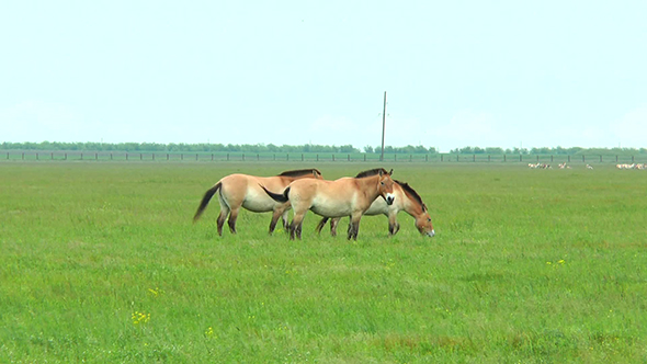 Three Female Przewalski Horses Grazing in the Steppe