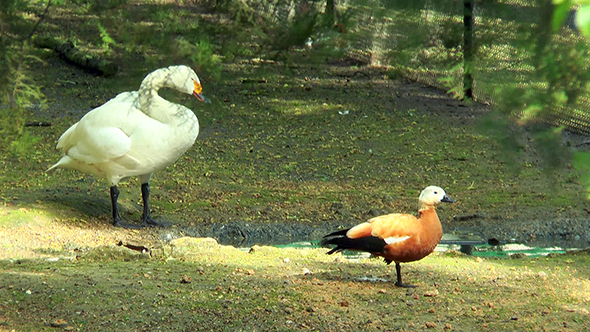 Whooper Swan and Duck on the Bank of the Stream 