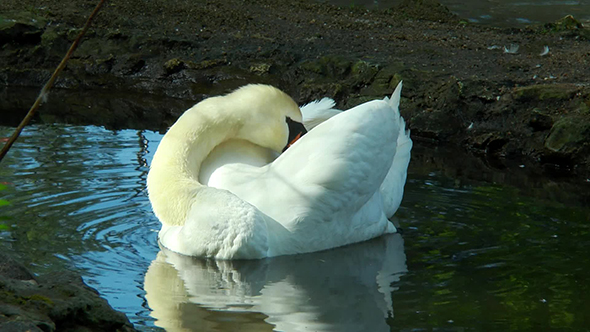Swan Swimming in a Pond and Cleans Its Feathers