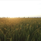 Wheat Field at Sunset - VideoHive Item for Sale