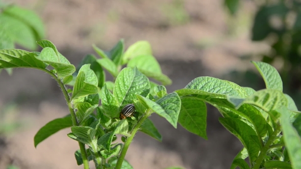 Colorado Beetle Bug Walk On Potato Plant Leaves And Hand Catch
