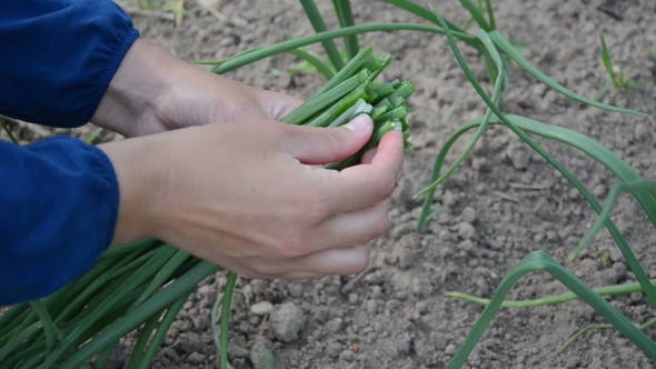 Farmer Hand With Sheaf Of Young Green Onions Leaf In Rural Farm