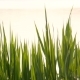 Grass - VideoHive Item for Sale