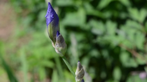 Blue Iris Bud Strongly Sway In The Wind 