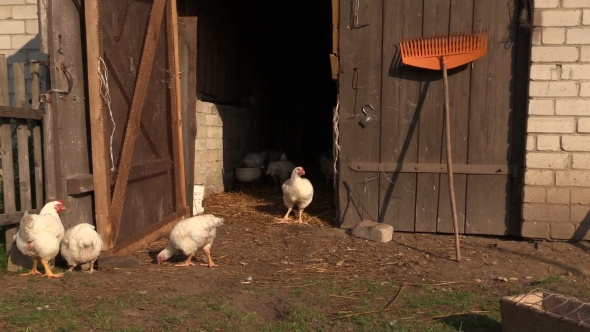 Young White Chicken In Farm Village Stall Outdoor