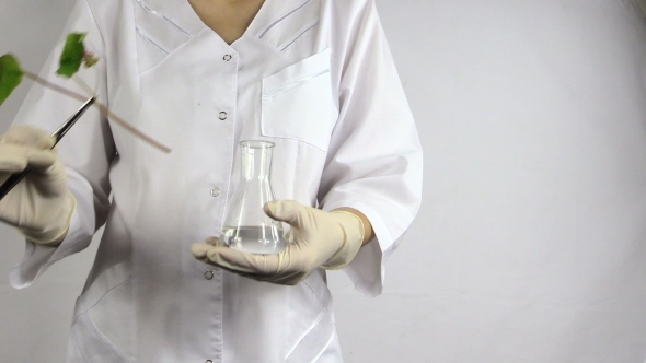 Scientist Woman With Pincette Put Buckwheat Plant Into Flask