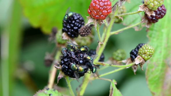  Of Wild Blackberry Berries And Fly Drink Eat It Juice