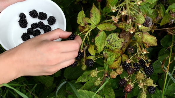 Female Hand Pick Gather Ripe Blackberry Rubus Plant Bush Dish