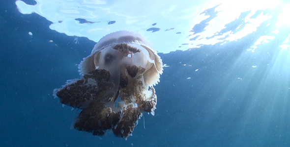 Jellyfish Against Surface Sunlight 3