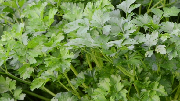 Parsley Natural Spice  Move Wind Grow Rural Garden
