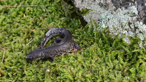 Newt Triton Eft Amphibian Crawl Moss 