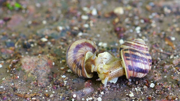 Snail Couple Make Love. alt