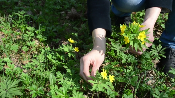 Woman Hand Pick Yellow Forest Anemone Flowers Spring Park