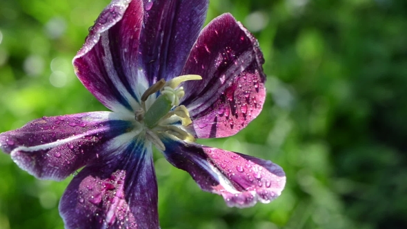 Morning Dew Drops On Purple Deflorated Tulip Flower Bloom Petals