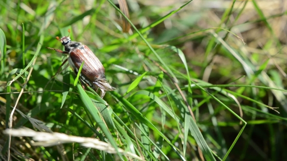Beetle Climbs The Frail Stems Trying To Fly And Fall