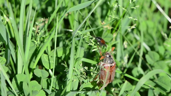 Brown Cockchafer Chafer Crawls Grass Stalks Spread Wings 