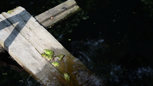 On The Wooden Planks In Water Calmly Sits Green Pond Frog