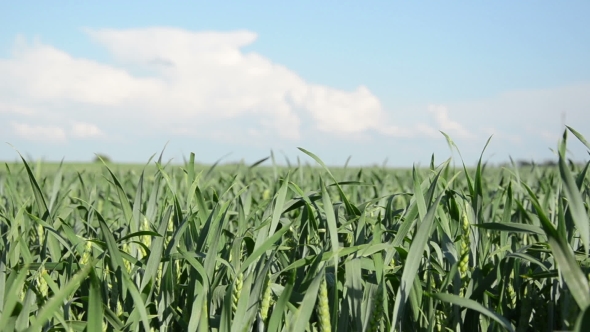 Young Green Corn Sways Nice In The Wind On Blue Sky Background