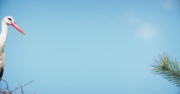 Stork In The Nest alt