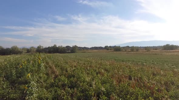 Flying over a farm field of sunflowers and alfalfa. alt
