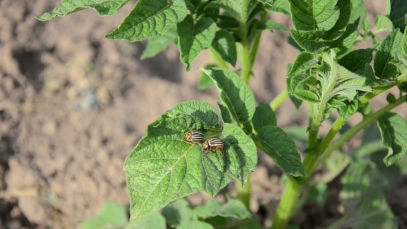 Two Striped Colorado Beetles On Potato Plant Leaf Move In Wind