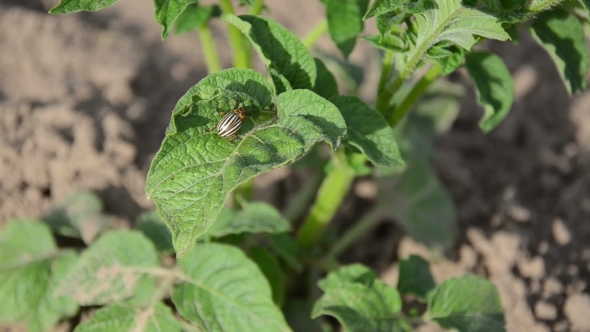 Colorado Beetle Potato Bug Walk On Potato Plant Leaves In Garden