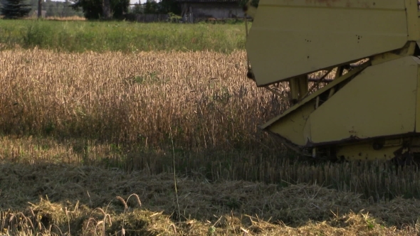Farm Combine Cut Ripe Wheat Grain In Summer