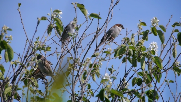 Flock Of Sparrows Perched On The Branches Of Trees alt